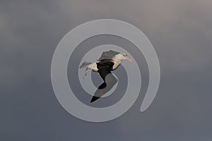 Black-browed Albatros ( Thalassarche melanophris ) or Mollymawk Helgoland Island Germany