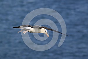 Black-browed Albatros ( Thalassarche melanophris ) or Mollymawk Helgoland Island Germany