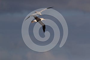 Black-browed Albatros & x28; Thalassarche melanophris & x29; or Mollymawk Helgoland Island Germany