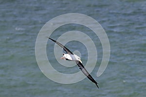 Black-browed Albatros ( Thalassarche melanophris ) or Mollymawk Helgoland Island Germany