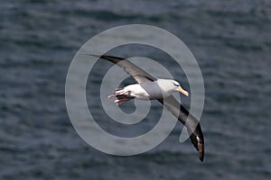 Black-browed Albatros ( Thalassarche melanophris ) or Mollymawk Helgoland Island Germany