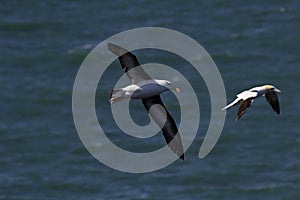 Black-browed Albatros ( Thalassarche melanophris ) or Mollymawk Helgoland Island Germany