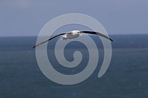 Black-browed Albatros ( Thalassarche melanophris ) or Mollymawk Helgoland Island Germany