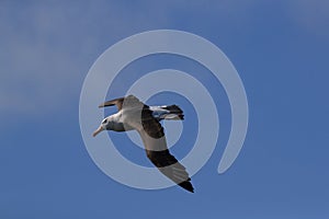 Black-browed Albatros ( Thalassarche melanophris ) or Mollymawk Helgoland Island Germany