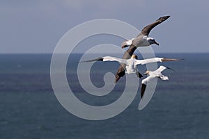 Black-browed Albatros ( Thalassarche melanophris ) or Mollymawk Helgoland Island Germany