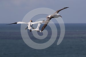 Black-browed Albatros ( Thalassarche melanophris ) or Mollymawk Helgoland Island Germany