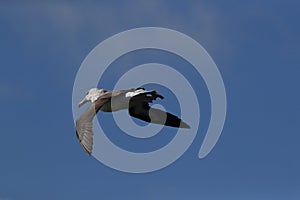 Black-browed Albatros ( Thalassarche melanophris ) or Mollymawk Helgoland Island Germany