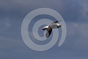 Black-browed Albatros ( Thalassarche melanophris ) or Mollymawk Helgoland Island Germany