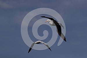 Black-browed Albatros ( Thalassarche melanophris ) or Mollymawk Helgoland Island Germany