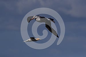 Black-browed Albatros ( Thalassarche melanophris ) or Mollymawk Helgoland Island Germany