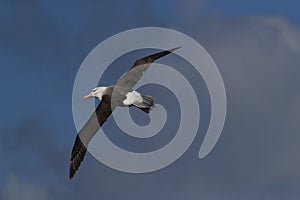 Black-browed Albatros ( Thalassarche melanophris ) or Mollymawk Helgoland Island Germany