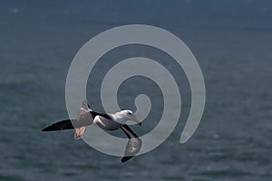 Black-browed Albatros ( Thalassarche melanophris ) or Mollymawk Helgoland Island Germany