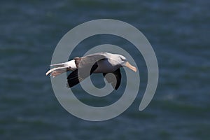 Black-browed Albatros ( Thalassarche melanophris ) or Mollymawk Helgoland Island Germany