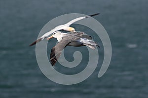 Black-browed Albatros ( Thalassarche melanophris ) or Mollymawk Helgoland Island Germany