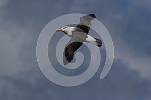 Black-browed Albatros ( Thalassarche melanophris ) or Mollymawk Helgoland Island Germany