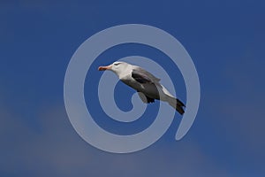 Black-browed Albatros ( Thalassarche melanophris ) or Mollymawk Helgoland Island Germany