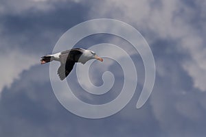 Black-browed Albatros ( Thalassarche melanophris ) or Mollymawk Helgoland Island Germany photo