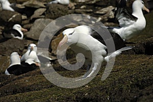 Black Browed Albatross