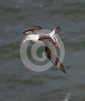 Black browed Albatross