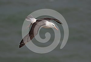 Black browed Albatross