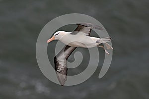 Black browed Albatross