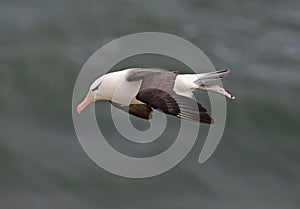 Black browed Albatross