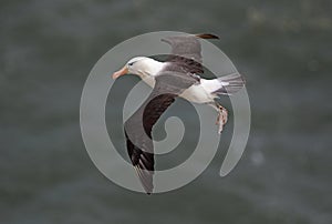 Black browed Albatross