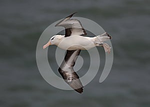 Black browed Albatross