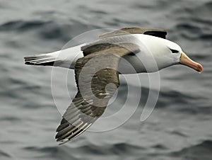 Black-browed albatross photo