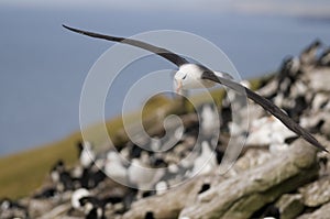 Black-browed Albatross Approach photo