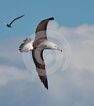 Black Browed Albatross in Australasia