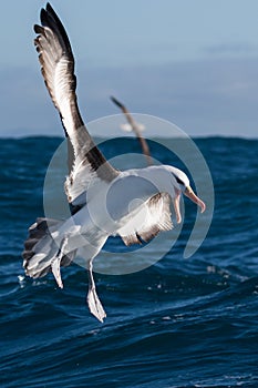 Black Browed Albatross in Australasia photo
