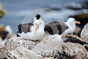 Black-browed Albatross bird - Diomedeidae - in breeding season in colony on New Island, Falkland Islands