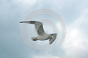 Black-browed Albatross bird - Diomedeidae - flying over Falkland Islands