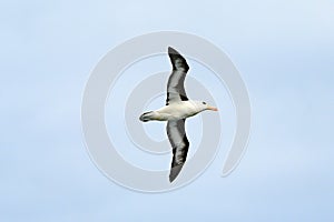 Black-browed Albatross bird - Diomedeidae - flying over Falkland Islands