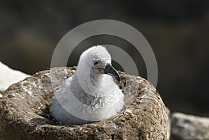 Black browed albatross chick Saunders Island