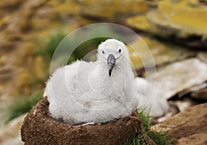 Black-browed Albatross chick sitting in the nest