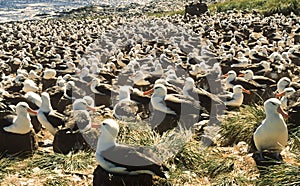 Black Browed Albatross Colony, Falkland Islands