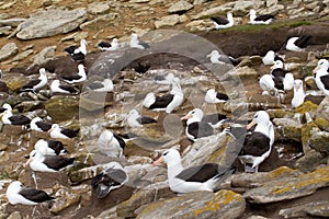 Black-browed Albatross colony