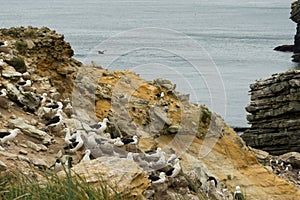 A Black-Browed Albatross Colony on a steep hillside in the Falkland islands.
