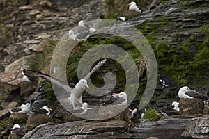 Black-browed Albatross coming in to land on Saunders Island