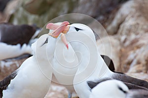 Black-browed albatross couple - Diomedeidae - courtship behavior on albatross colony in cliffs of New Island, Falkland Islands