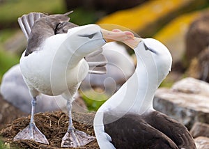 Black-browed Albatross Couple Nuzzling