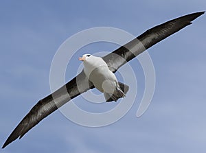 Black-browed albatross (Diomedea melanophris) photo