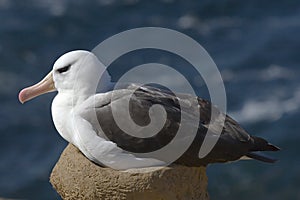 Black-browed albatross (Diomedea melanophris)