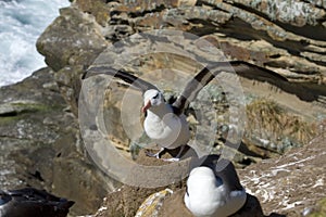 Black-browed albatross (Diomedea melanophris)