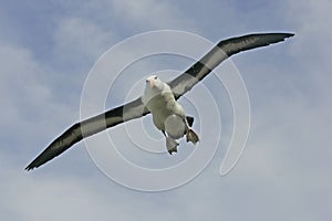 Black-browed albatross, Diomedea melanophris