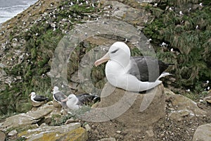 Black-browed albatross, Diomedea melanophris