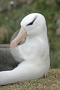 Black-browed albatross, Diomedea melanophris