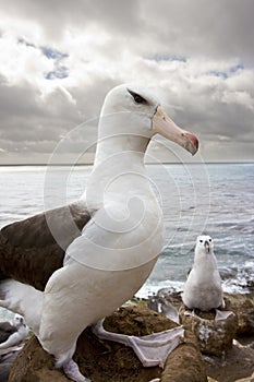 Black-browed Albatross - Falkland Islands photo
